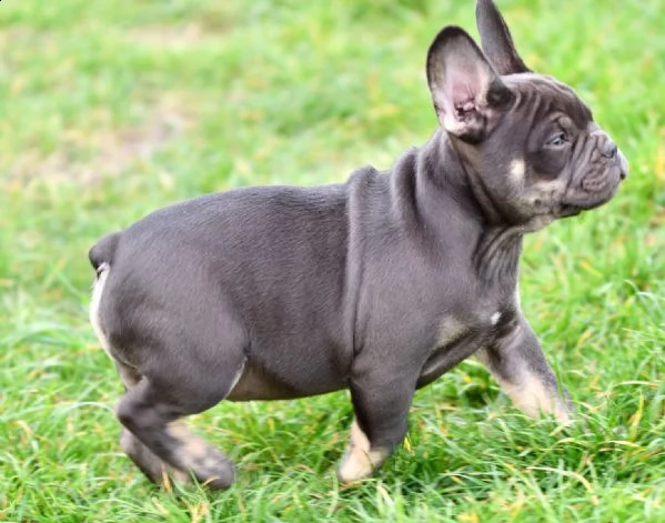 cucciolo bouledogue francese blu merle
