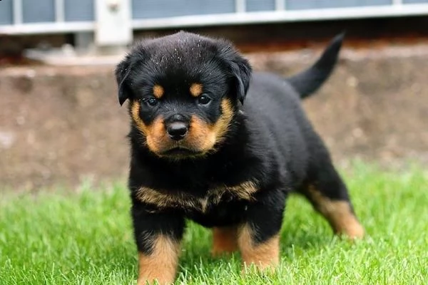 stupenda cucciolata di rottweiler | Foto 3