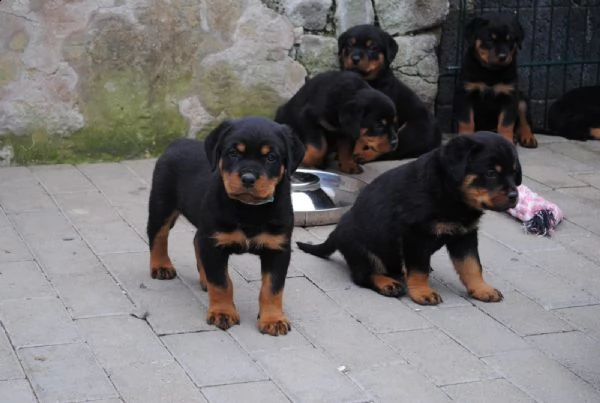 stupenda cucciolata di rottweiler | Foto 2
