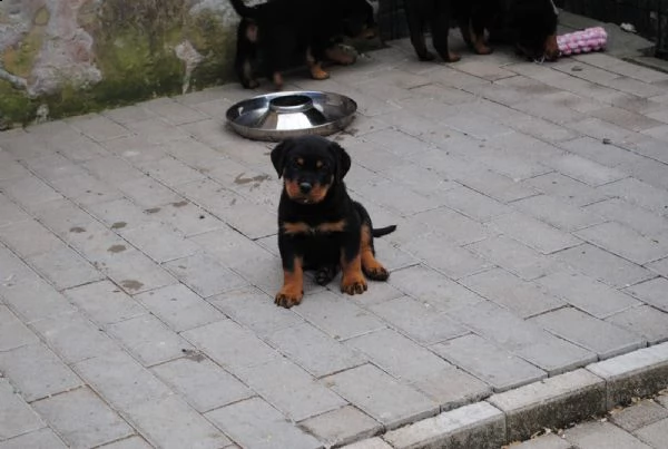 stupenda cucciolata di rottweiler | Foto 0