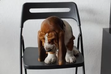 kuccioli di bassethound | Foto 4