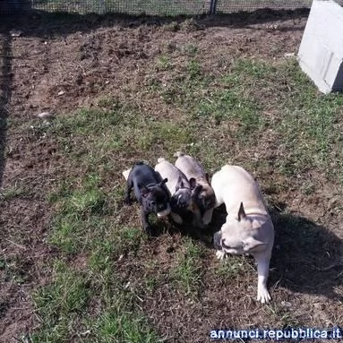cuccioli di bulldog francese cane bouledogue francese 
