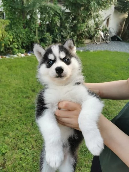 cuccioli husky i genitori con pedigree | Foto 5