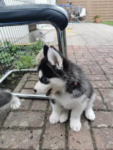 cuccioli husky i genitori con pedigree | Foto 4
