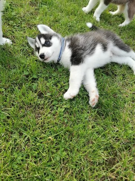 cuccioli husky i genitori con pedigree | Foto 3