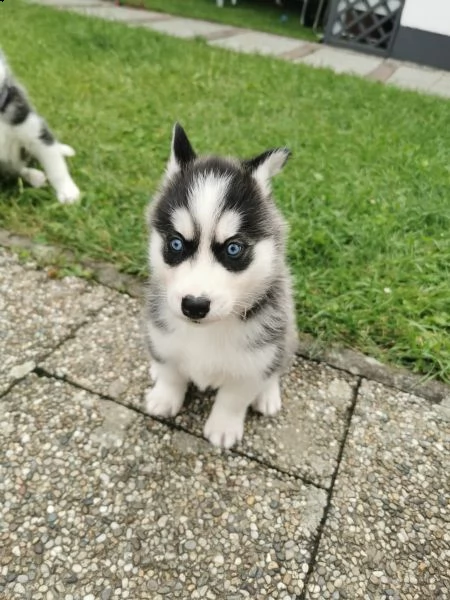 cuccioli husky i genitori con pedigree | Foto 2