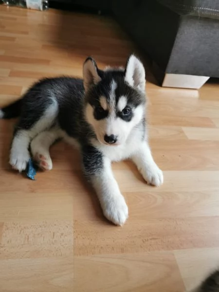 cuccioli husky i genitori con pedigree | Foto 1