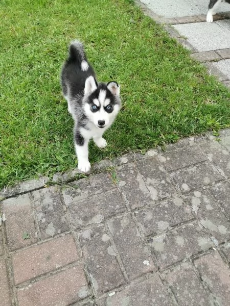 cuccioli husky i genitori con pedigree