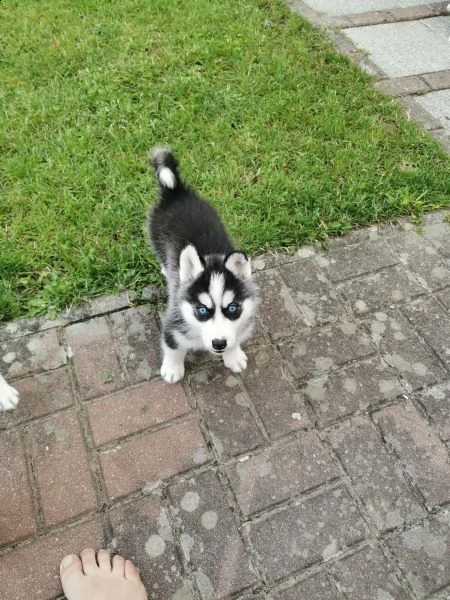cuccioli husky i genitori con pedigree | Foto 0