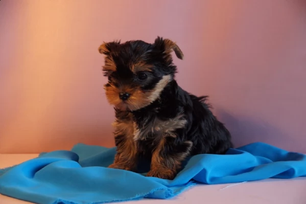 yorkie bellissimi cuccioli  | Foto 2
