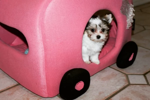yorkie bellissimi cuccioli  | Foto 1