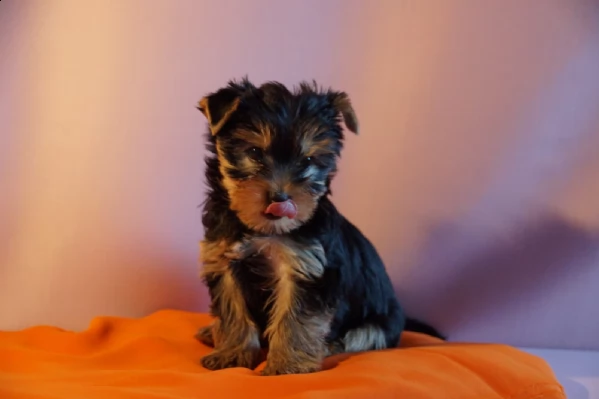 yorkie bellissimi cuccioli 