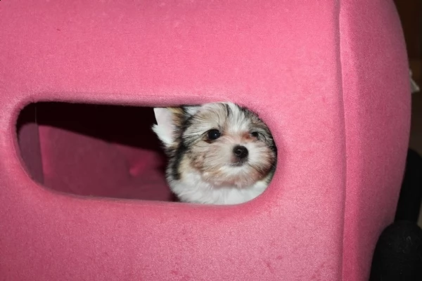 yorkie bellissimi cuccioli  | Foto 0