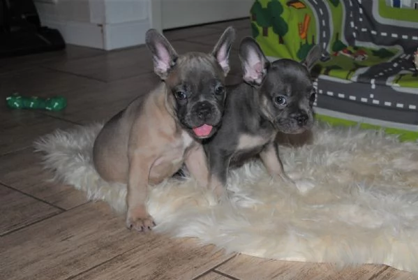 cuccioli bouledogue francese blue occhi azzurri | Foto 1