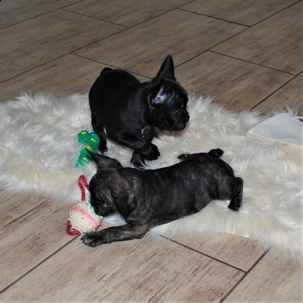 cuccioli bouledogue francese blue occhi azzurri | Foto 0