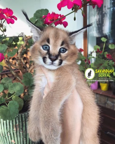 bellissimi gattini caracal disponibili | Foto 2