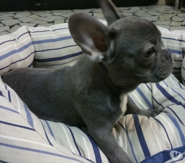 bouledogue francese & bulldog francese simil porcellino  | Foto 0