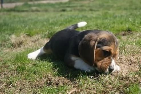 beagle cuccioli splendidi con pedigree