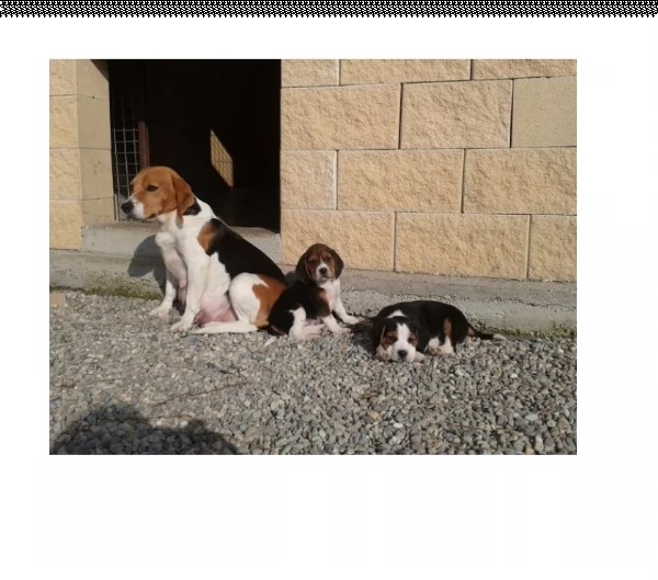cucciole di beagle tricolore 
