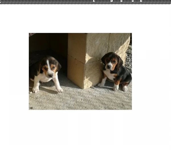 cucciole di beagle tricolore  | Foto 0