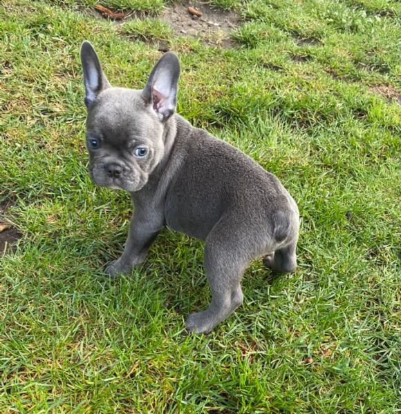 cuccioli total blu occhi blu genitori visibili | Foto 4