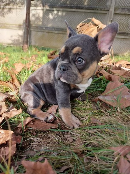 cuccioli total blu occhi blu genitori visibili | Foto 3
