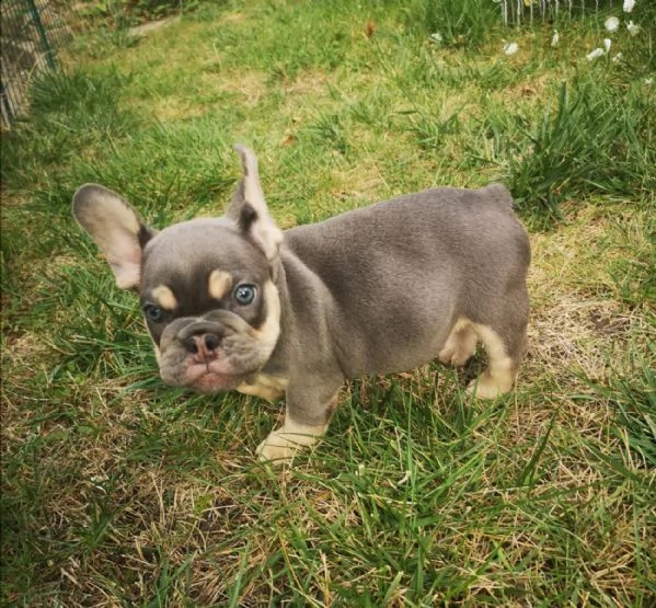 cuccioli total blu occhi blu genitori visibili | Foto 2