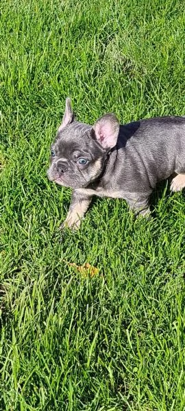 cuccioli total blu occhi blu genitori visibili | Foto 1