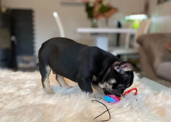 cuccioli total blu occhi blu genitori visibili