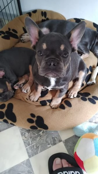 cuccioli total blu occhi blu genitori visibili | Foto 0