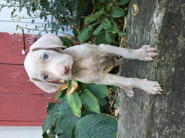 cuccioli di weimaraner disponibili