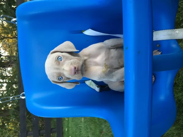 cuccioli di weimaraner disponibili | Foto 2