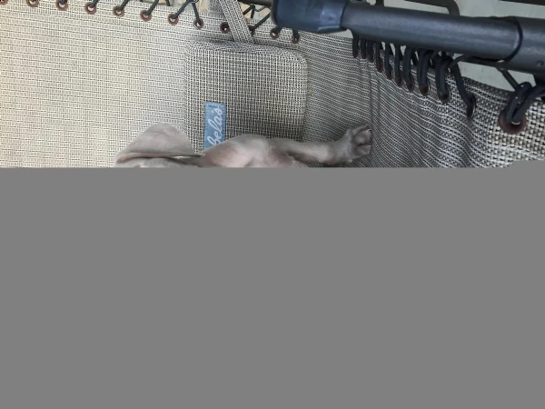 cuccioli di weimaraner disponibili | Foto 1
