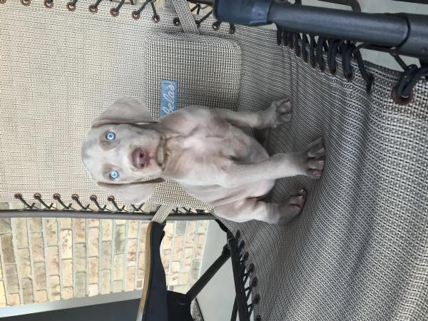cuccioli di weimaraner disponibili | Foto 0