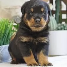 rottweiler cuccioli con pedigree disponibile | Foto 1