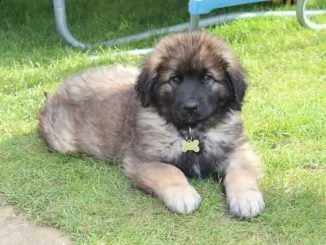 vendo ultime due cucciole di leonberger, | Foto 2