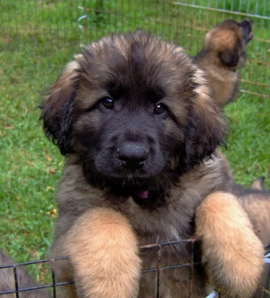 vendo ultime due cucciole di leonberger,