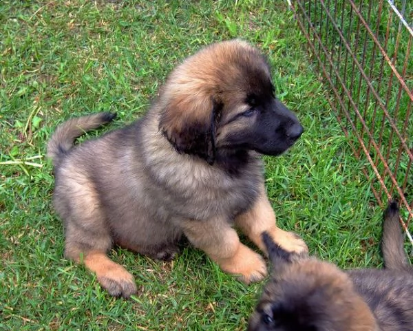 vendo ultime due cucciole di leonberger, | Foto 1