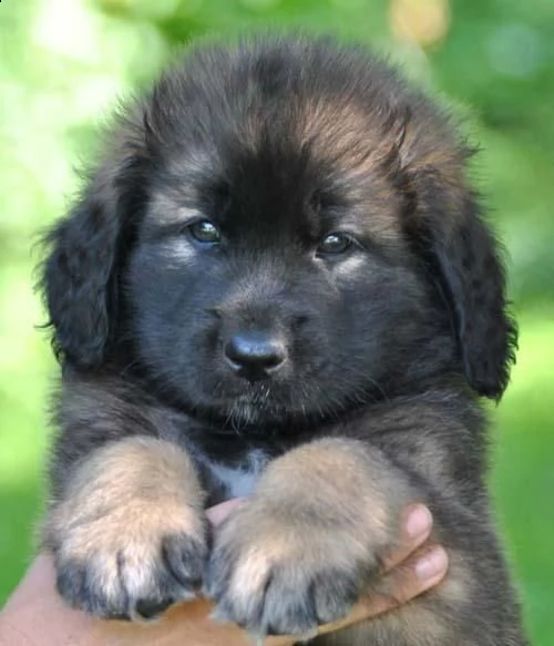 vendo ultime due cucciole di leonberger, | Foto 0