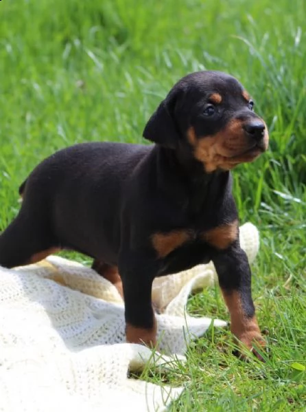 cucciolata di dobermann maschi femmine | Foto 2