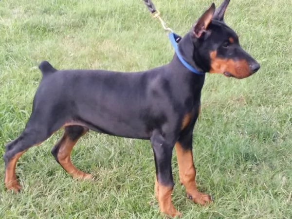 cucciolata di dobermann maschi femmine | Foto 0