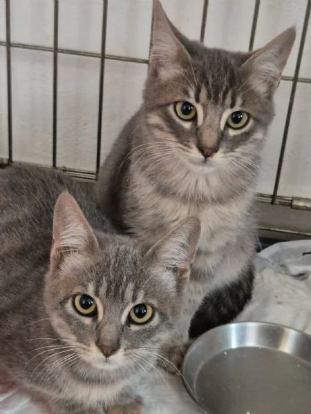 Gattini certosini tigrati