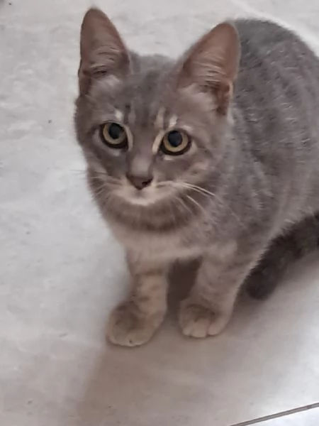 Gattini certosini tigrati | Foto 4