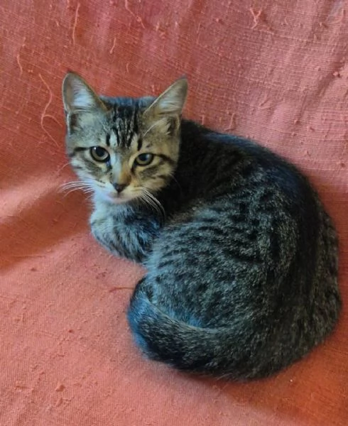 Gattini certosini tigrati | Foto 3