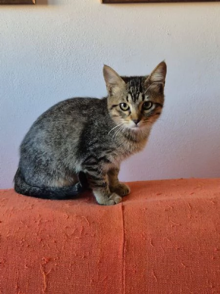 Gattini certosini tigrati | Foto 2