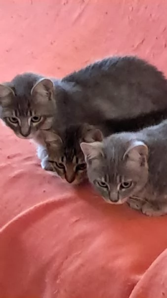 Gattini certosini tigrati | Foto 1