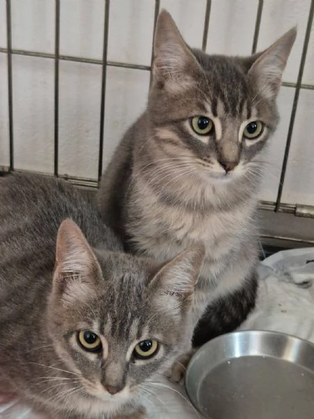 Gattini certosini tigrati | Foto 0