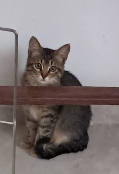 Gattina tigrata paurosa  | Foto 1