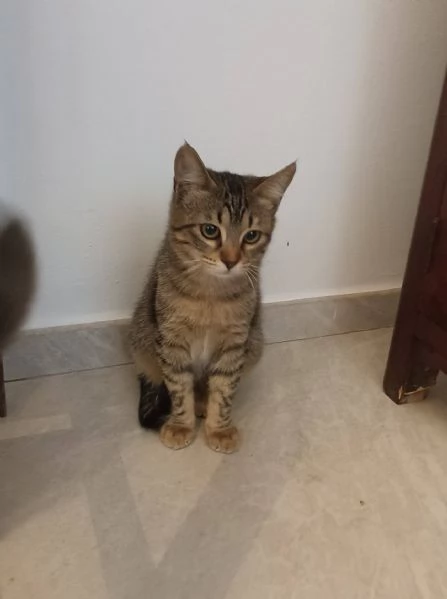 Gattina tigrata paurosa  | Foto 0