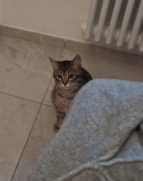 Gattina tigrata  | Foto 3